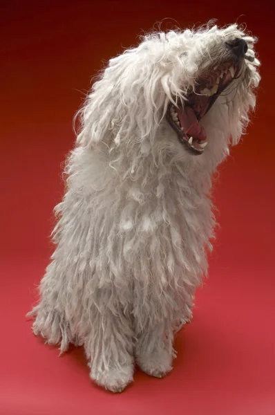 Cão Komondor — Fotografia de Stock