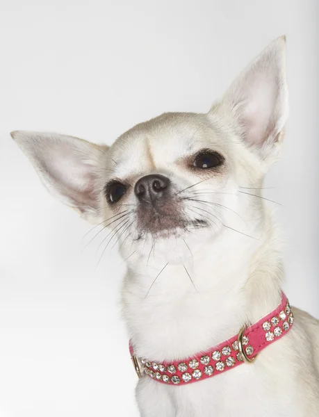 Chihuahua mit Nietenkragen — Stockfoto