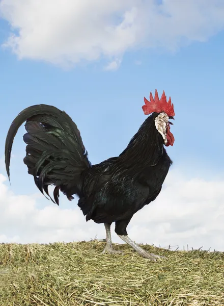Rooster on hay — Stock Photo, Image