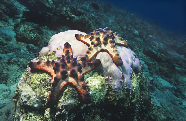 Starfish — Stock Photo, Image