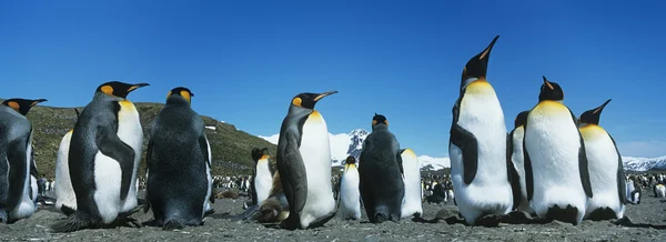 Colonia de Pingüinos — Foto de Stock