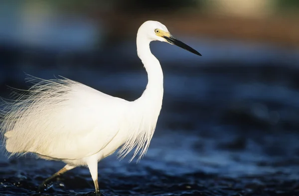 Branco Egret vadear na água — Fotografia de Stock
