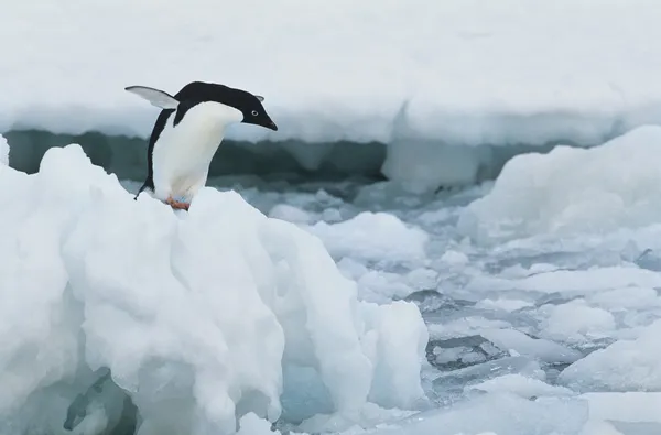 Penguin on iceberg — Stock Photo, Image