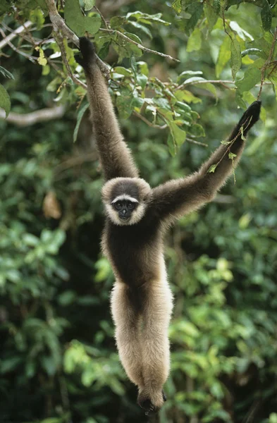 Macaco Esquilo pendurado na árvore — Fotografia de Stock