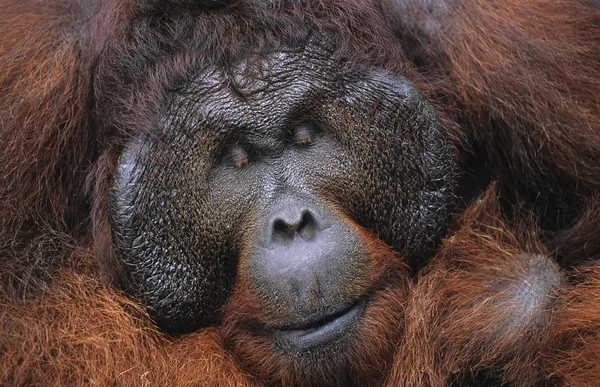 Мужской орангутанг отдыхает — стоковое фото