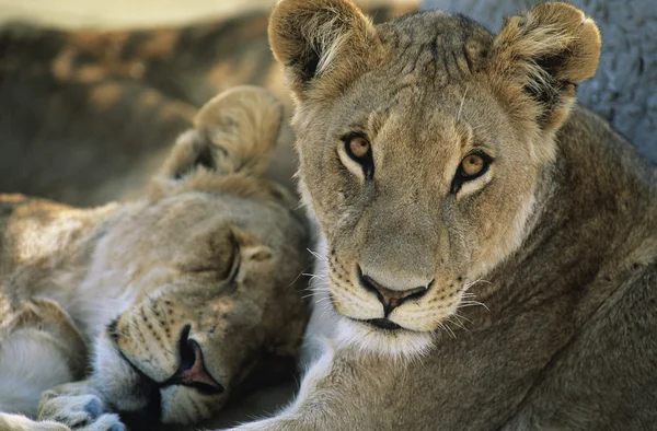 Два Льва отдыхают — стоковое фото