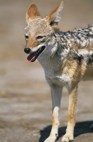 Black-backed Jackal — Stock Photo, Image