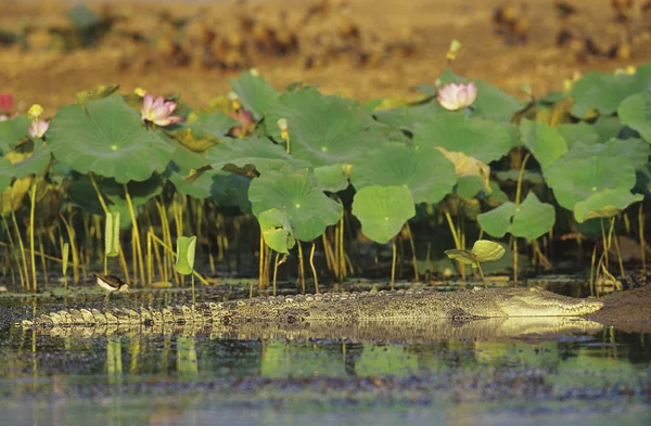 Australian Saltwater Crocodile in swamp — Stock Photo, Image