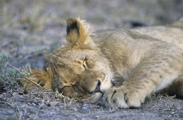 Lev spí na savannah — Stock fotografie