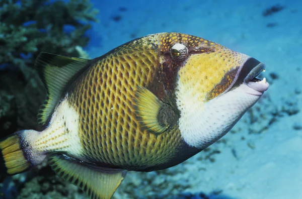 Gatilho de peixe — Fotografia de Stock