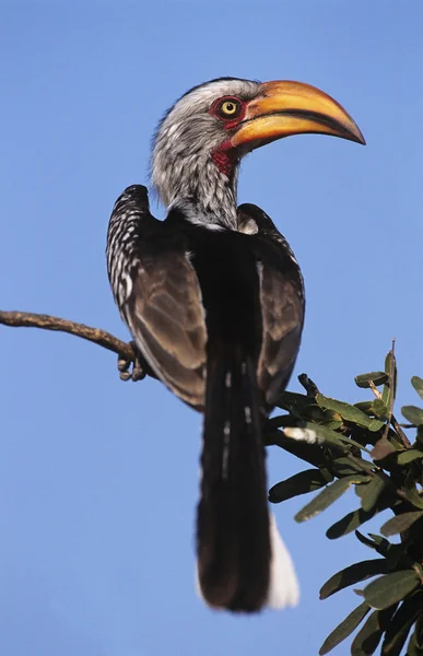 Neushoornvogel zittend op tak — Stockfoto