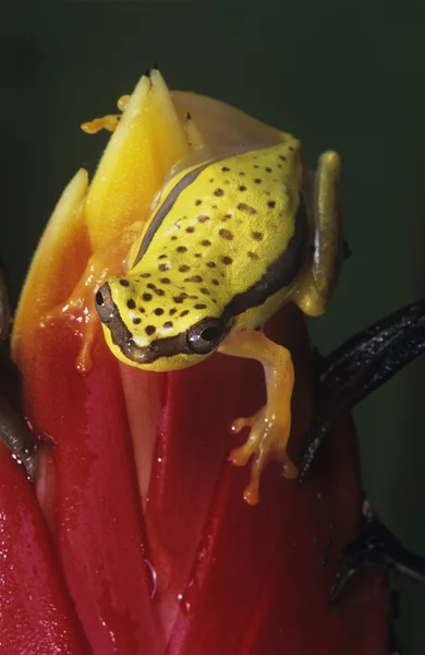 Tree frog op blad — Stockfoto