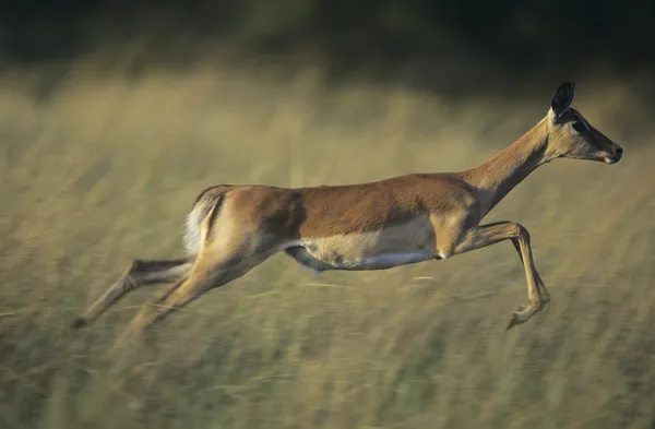 Veados galopando na savana — Fotografia de Stock