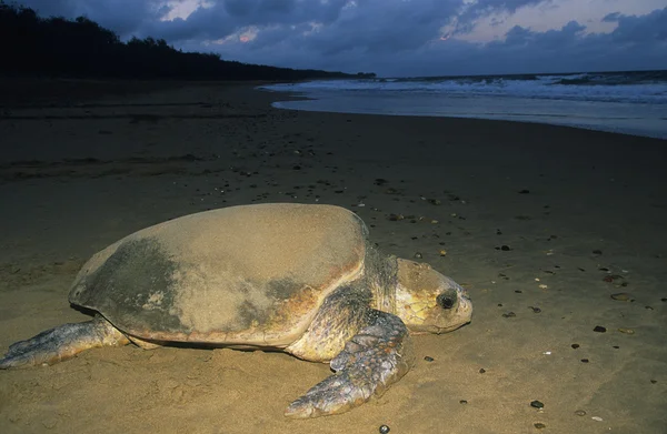 Żółw skórzasty na plaży — Zdjęcie stockowe