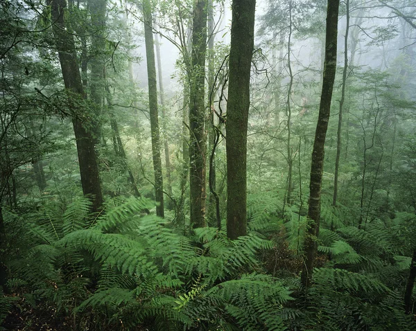 Austrália árvores na floresta tropical — Fotografia de Stock