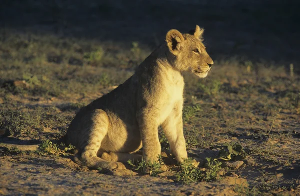 Lion sitting on savannah — Stock Photo, Image