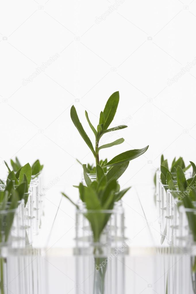 Plant seedlings in glasses