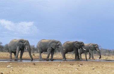 dört Afrika filleri