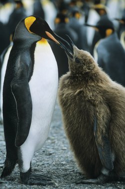 Penguen besleme piliç
