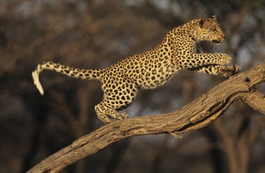 leopar dalı