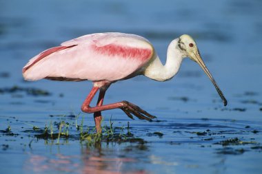Suda yürüyen Ibis.