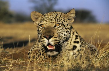 Leopard Lying in Grass clipart