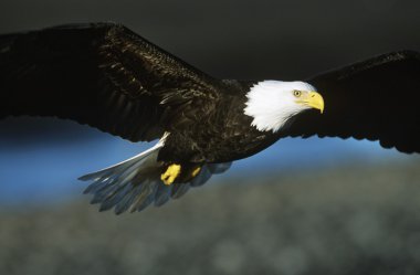 Kel kartal uçuyor