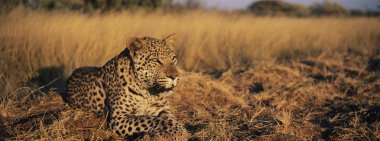 Çimenlerde yatan leopar