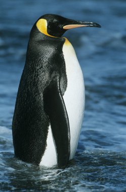Emperor Penguin in water clipart