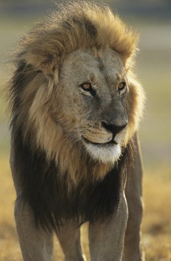 erkek aslan