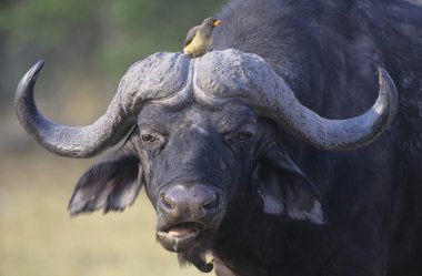 Cape buffalo kafasına kuş ile
