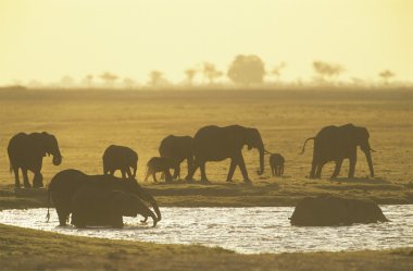 Afrika filleri ziyarette200