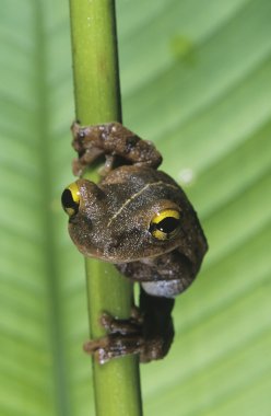 Tree frog op stam