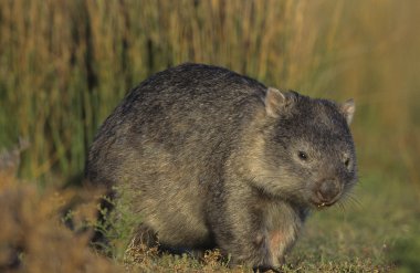 alandaki Wombat