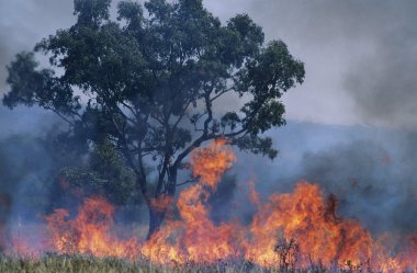 Australia Bush fire clipart
