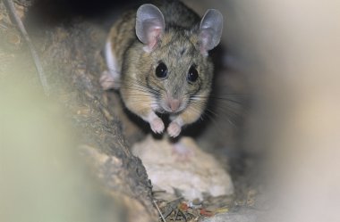 woodland fare