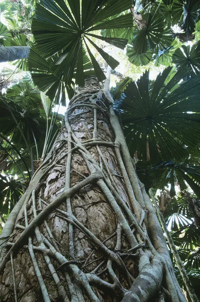 Palme verdi nella foresta pluviale — Foto Stock