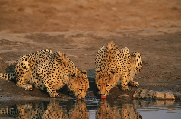 Dos guepardos bebiendo en el abrevadero — Foto de Stock