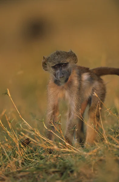 Macaco na grama — Fotografia de Stock