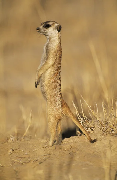 Alert Mearcat in desert — Zdjęcie stockowe