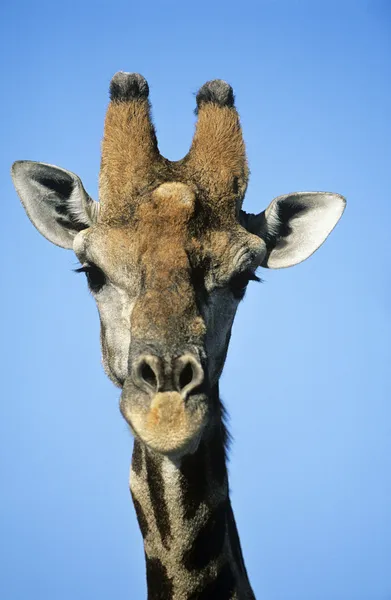 Massai-Giraffe — Stockfoto