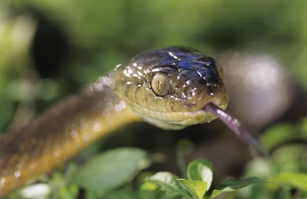 갈색 뱀 — 스톡 사진