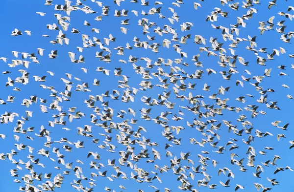Manada de aves migratorias —  Fotos de Stock
