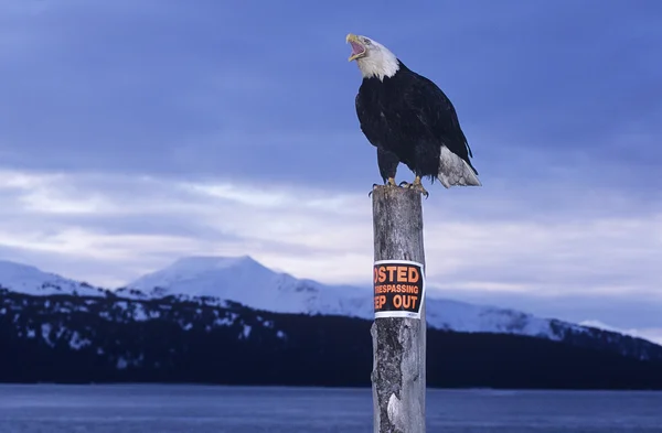 Aquila calva appollaiata sul palo — Foto Stock