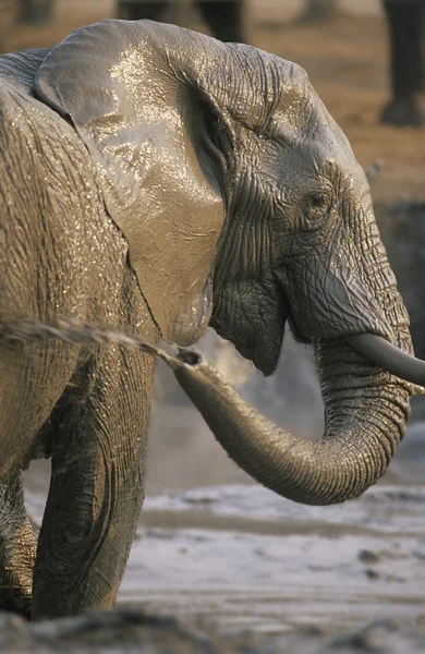 Éléphant d'Afrique se baignant dans un trou d'eau — Photo