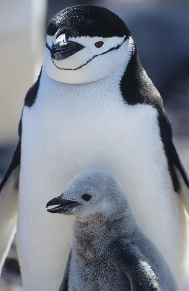 Pulcino pinguino con madre — Foto Stock