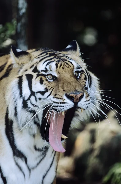 Tiger yawning — Stock Photo, Image