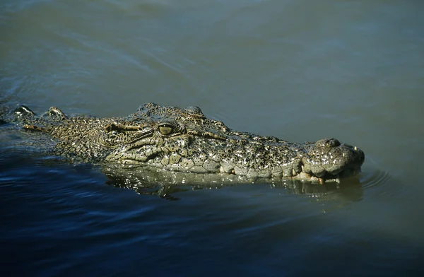 Australiska saltvatten krokodil i vatten — Stockfoto