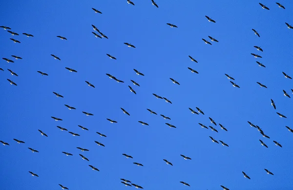 Gregge di uccelli migratori — Foto Stock