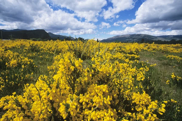 Yellow flowers in field mountains — Stock Photo, Image